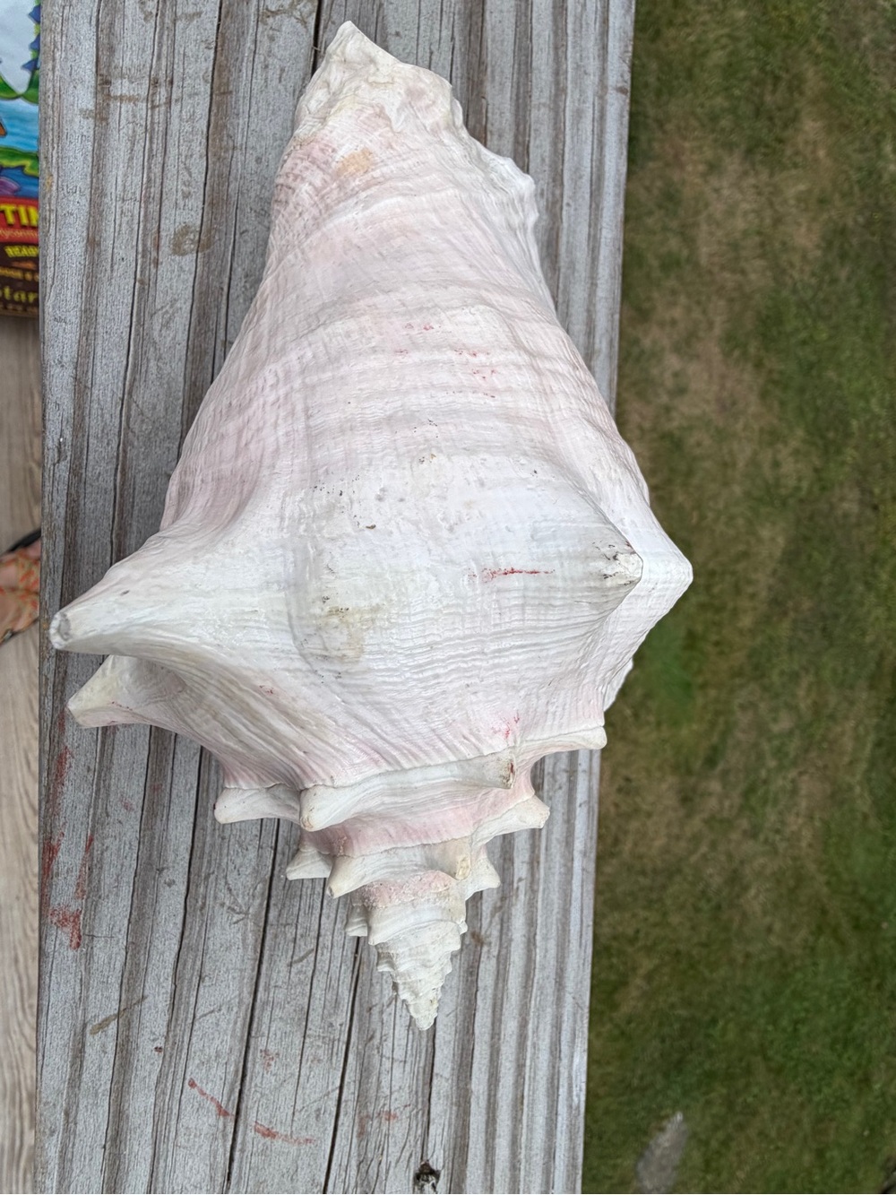 Queen Conch | SeaShell - Picture 7 of 13